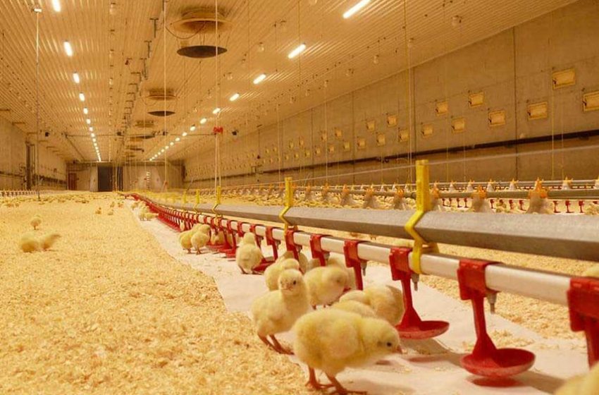  تولید گوشت و تخم مرغ، پاسخ گوی نیاز مصرف داخلی نیست