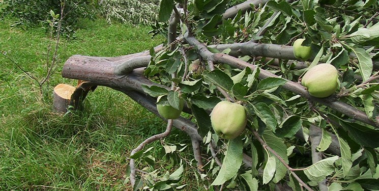  افراد ناشناس شب‌هنگام ۳۰۰ درخت سیب را در پکتیکا قطع کردند