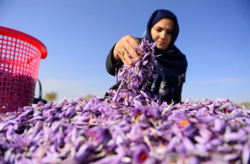  آغاز یک پروژه‌‌ پنج ساله زراعتی برای بلند بردن کیفیت زعفران در هرات